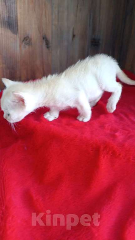 Кошки в Ростове-на-Дону: Котята европейской Бурмы  Мальчик, 80 000 руб. - фото 4