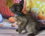 Кошки в других городах Ленинградской области: Бурманские котята Мальчик, 40 000 руб. - фото 1