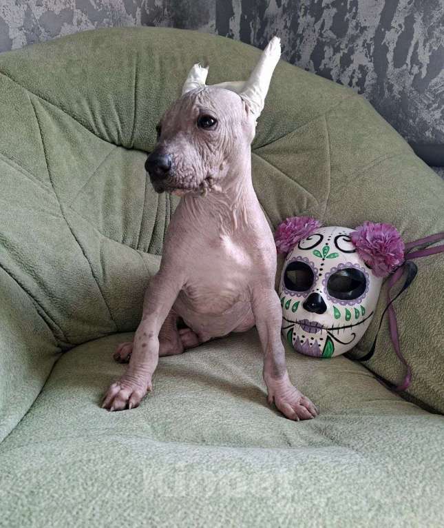 Собаки в Москве: Ксолоитцкуинтли стандарт щенок Мальчик, 85 000 руб. - фото 3