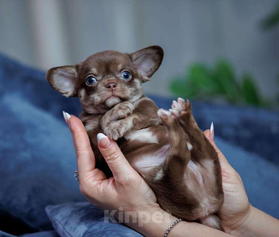 Собаки в Санкт-Петербурге: Мальчик Чихуахуа Мальчик, 60 000 руб. - фото 5