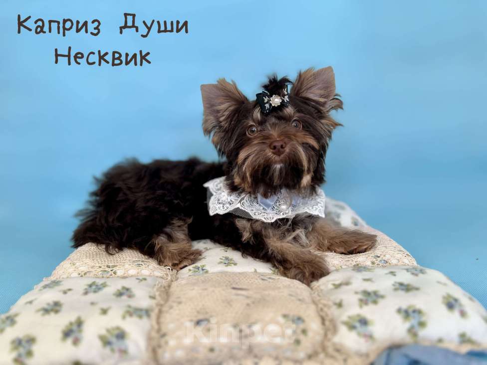Собаки в Сосновом Бору: Мальчики шоко йорка Несквик ( документы НРКА) Мальчик, 50 000 руб. - фото 1