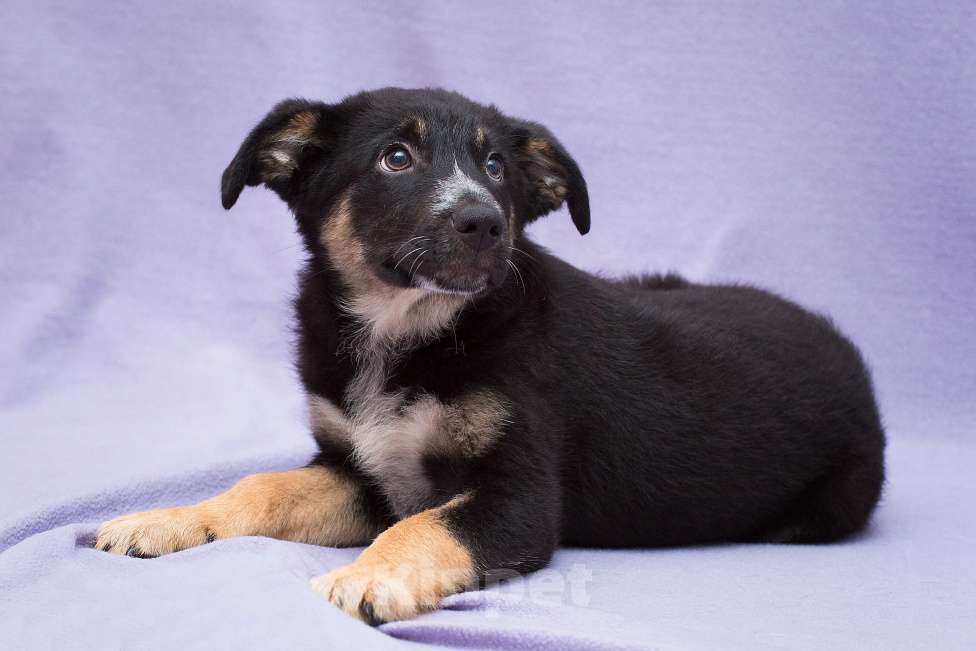 Собаки в Москве: Неужели никому не нужна. Щенок Ланочка в дар  Девочка, Бесплатно - фото 3