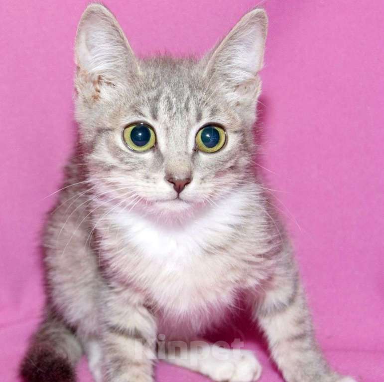 Кошки в Москве: Воробушек живёт без света взаперти Мальчик, Бесплатно - фото 5