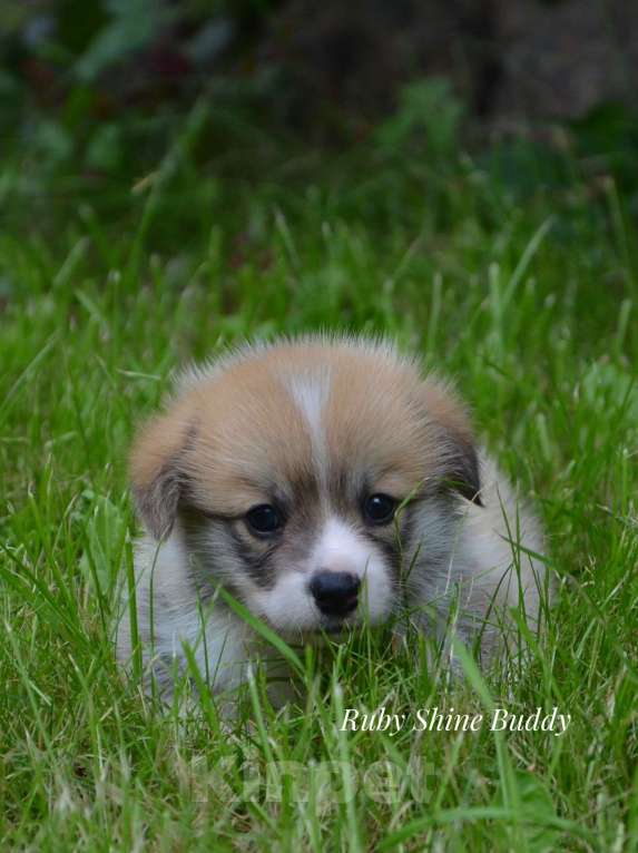 Собаки в Санкт-Петербурге: Мальчик Бадди Мальчик, Бесплатно - фото 2
