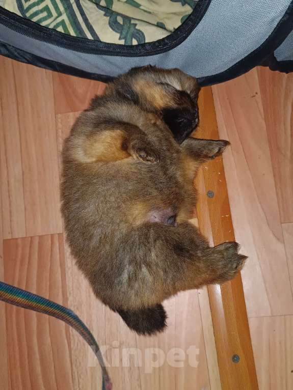 Собаки в Усолье-Сибирском: Немецкий шпиц Мальчик, 15 000 руб. - фото 4