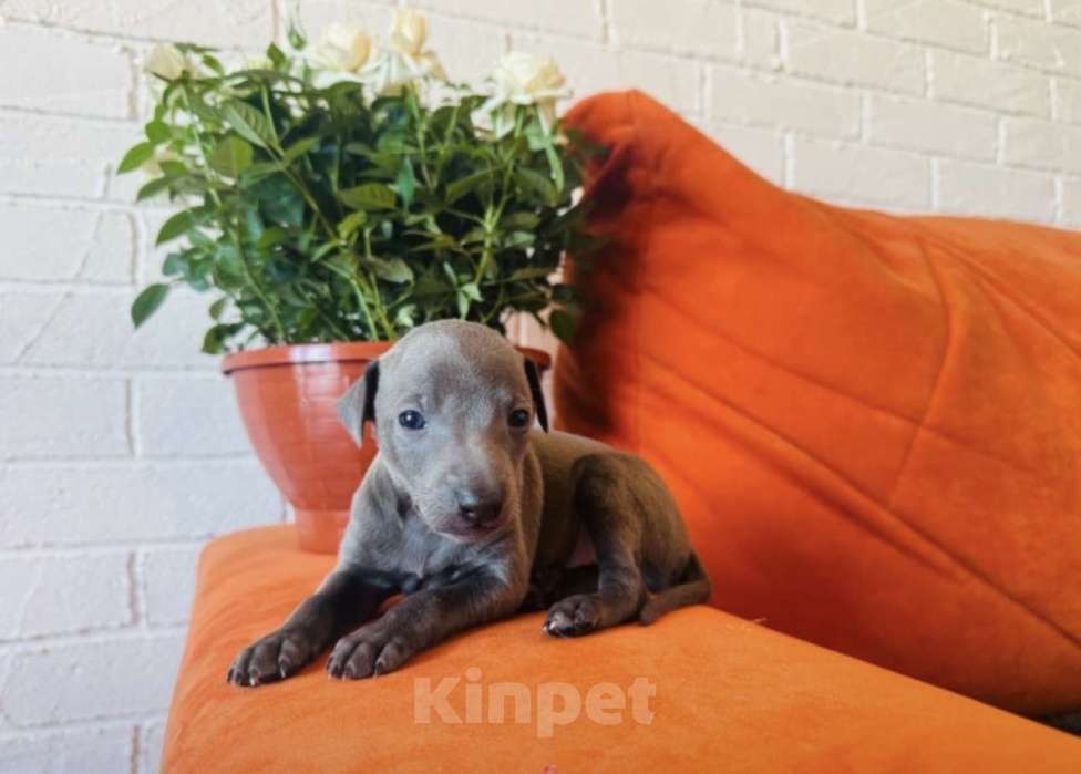 Собаки в других городах Тульской области: Левретка Мальчик, 100 000 руб. - фото 5