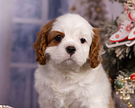 Собаки в Королеве: Кавалер Кинг Чарльз спаниель щенок девочка мини Девочка, 75 000 руб. - фото 9