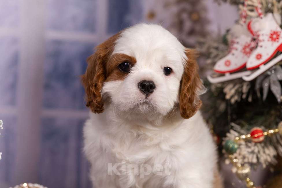 Собаки в Королеве: Кавалер Кинг Чарльз спаниель щенок девочка мини Девочка, 75 000 руб. - фото 9