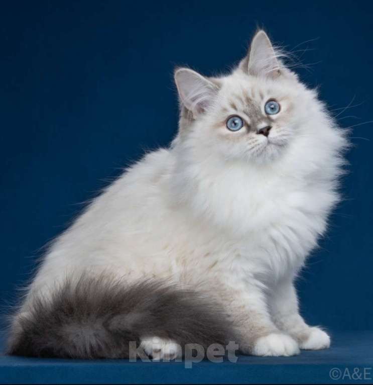 Кошки в Москве: Сибирские ( Невские маскарадные котята) Девочка, 70 000 руб. - фото 4