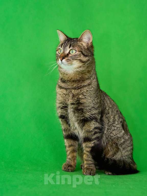 Кошки в Москве: Молодая, ласковая кошка Пикси в добрые руки Девочка, Бесплатно - фото 2