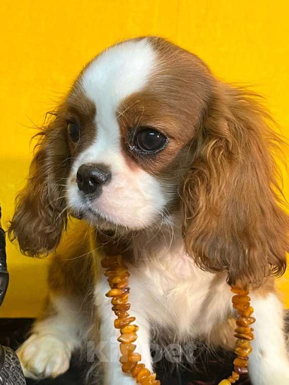 Собаки в Санкт-Петербурге: БЕСТ ИЛРЕАН ИЛЬСУРА Девочка, 230 000 руб. - фото 2