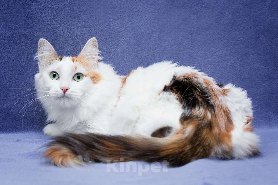 Кошки в Москве: Нерастраченная нежность томится в приюте Девочка, Бесплатно - фото 3