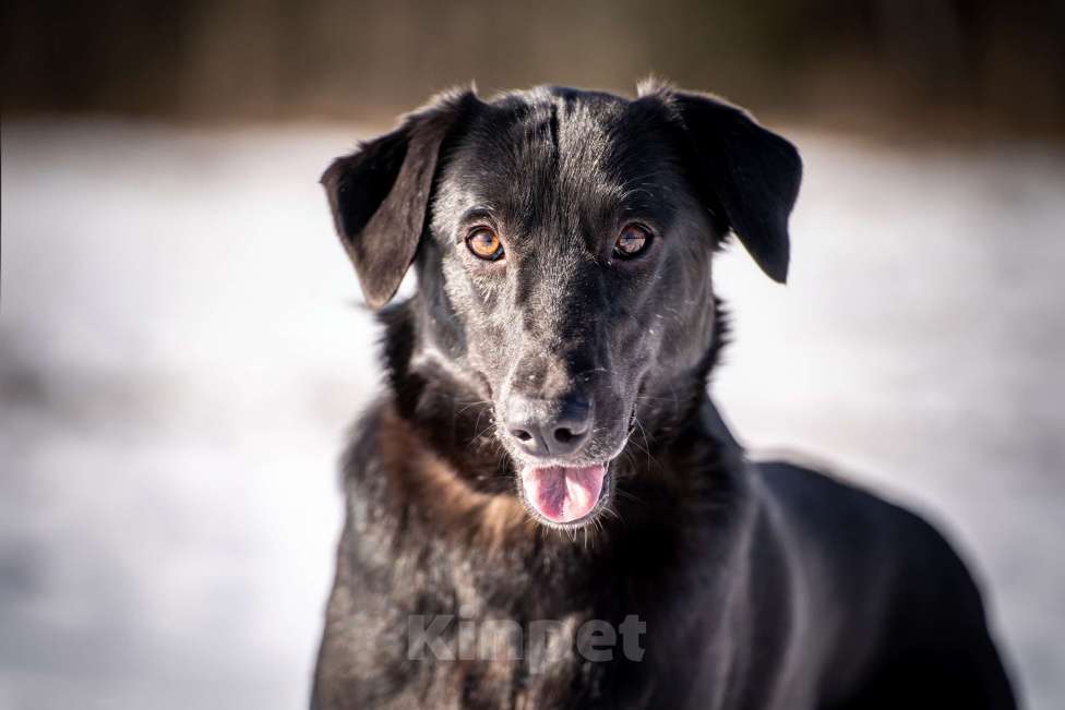 Собаки в Клине: Гуччи — грациозный и задорный пёс Мальчик, Бесплатно - фото 4