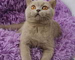 Кошки в Санкт-Петербурге: Британская кошечка Девочка, 40 000 руб. - фото 2
