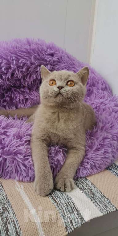 Кошки в Санкт-Петербурге: Британская кошечка Девочка, 40 000 руб. - фото 2