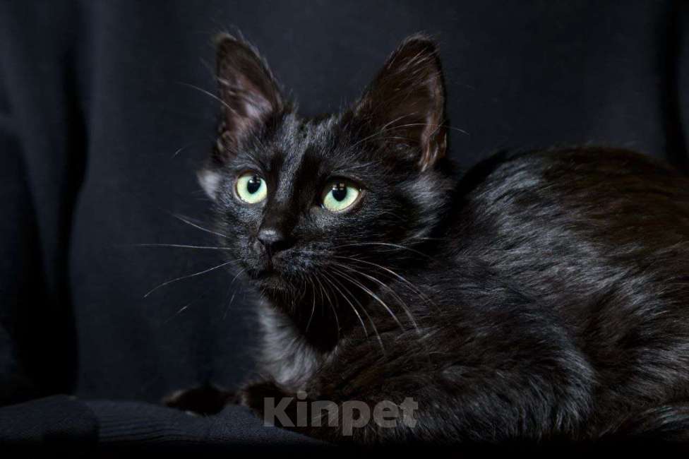 Кошки в Москве: Масяня ищет дом Девочка, Бесплатно - фото 4