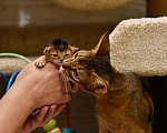 Кошки в Находке: продам котенка Абиссинской породы Девочка, 60 000 руб. - фото 2