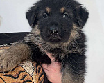 Собаки в Омске: Продаются щенки, подойдут для спорта, охраны и просто в любимцы  Мальчик, 55 000 руб. - фото 5
