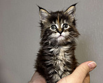Кошки в Кудрово: Котенок мейн-кун, девочка Девочка, 65 000 руб. - фото 3