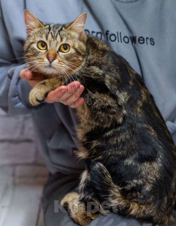 Кошки в Москве: Золотой кот ищет дом и лучшие ручки Мальчик, Бесплатно - фото 2
