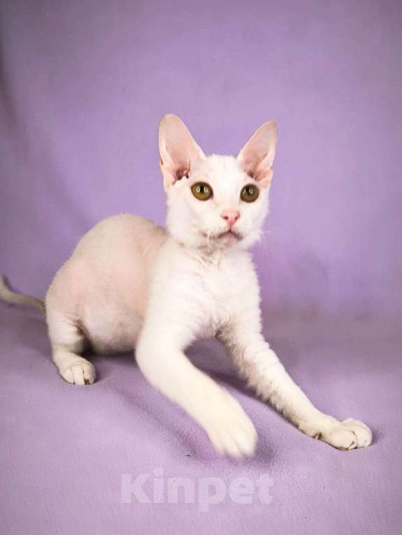 Кошки в Москве: Элитные котята левкой Девочка, Бесплатно - фото 4