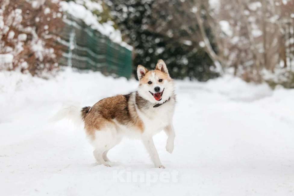 Собаки в Москве: Шпиц Фрэд в добрые руки Мальчик, 1 руб. - фото 9
