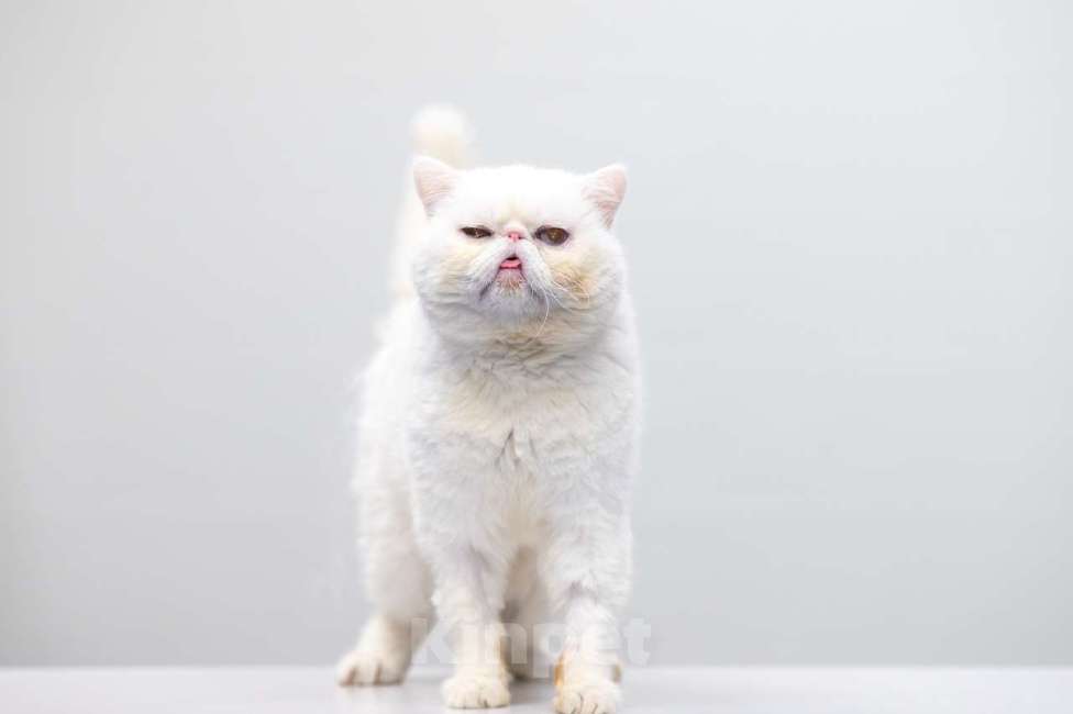 Кошки в Москве: Абу Мальчик, Бесплатно - фото 5