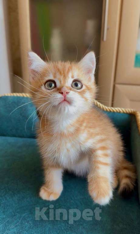 Кошки в Москве: Капучино Мальчик, 60 000 руб. - фото 5