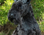 Собаки в Перми: Щенок Керри блю терьера  Мальчик, 50 000 руб. - фото 5