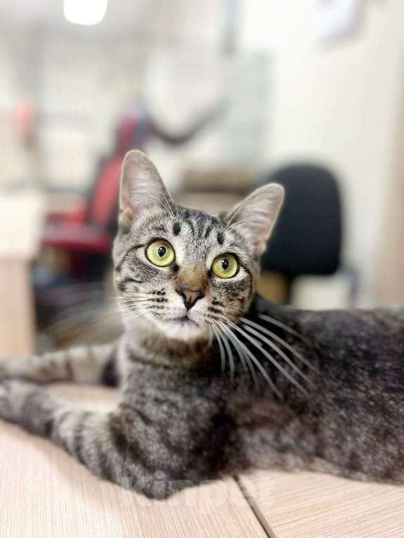 Кошки в Москве: Бубочка- статуэточка ищет свою семью Девочка, Бесплатно - фото 3