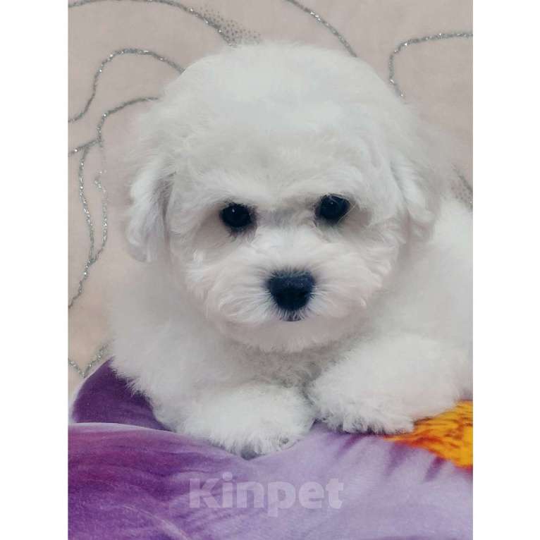 Собаки в Москве: Бишон Фризе чистокровные щенки РКФ Москва Девочка, 80 000 руб. - фото 2