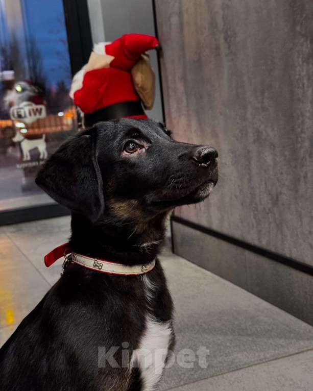 Собаки в Москве: Яша ищет маму Мальчик, Бесплатно - фото 6