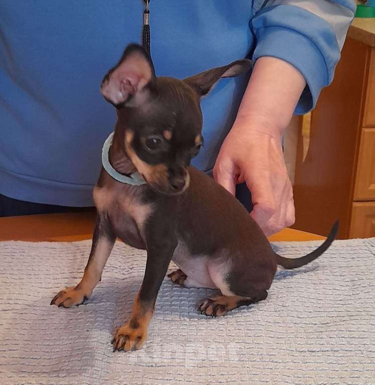 Собаки в Екатеринбурге: Русский той (терьер) Мальчик, 40 000 руб. - фото 3