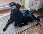 Собаки в Краснодаре: Метис шарпея, чудесная девочка Девочка, Бесплатно - фото 7