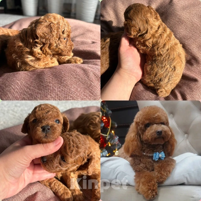 Собаки в Казани: Той пудель с Китайскими кровями, с короткой (теди)  мордочкой Мальчик, 100 000 руб. - фото 5