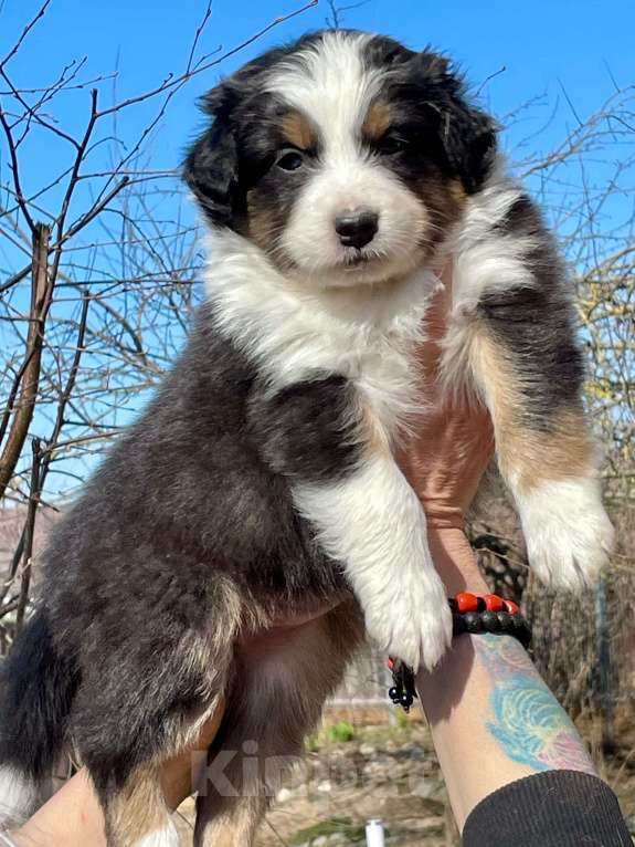 Собаки в других городах Ленинградской области: Австралийская овчарка (Аусси) Девочка, 70 000 руб. - фото 1