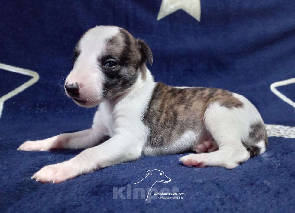 Собаки в Москве: Щенки уиппета кобели для раннего бронирования Мальчик, Бесплатно - фото 1