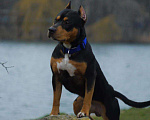 Собаки в Краснодаре: Питбуль на Вязку, 5 000 руб. - фото 2