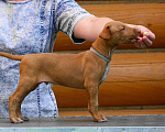 Собаки в Москве: Фараонова собака щенки Мальчик, 120 000 руб. - фото 6