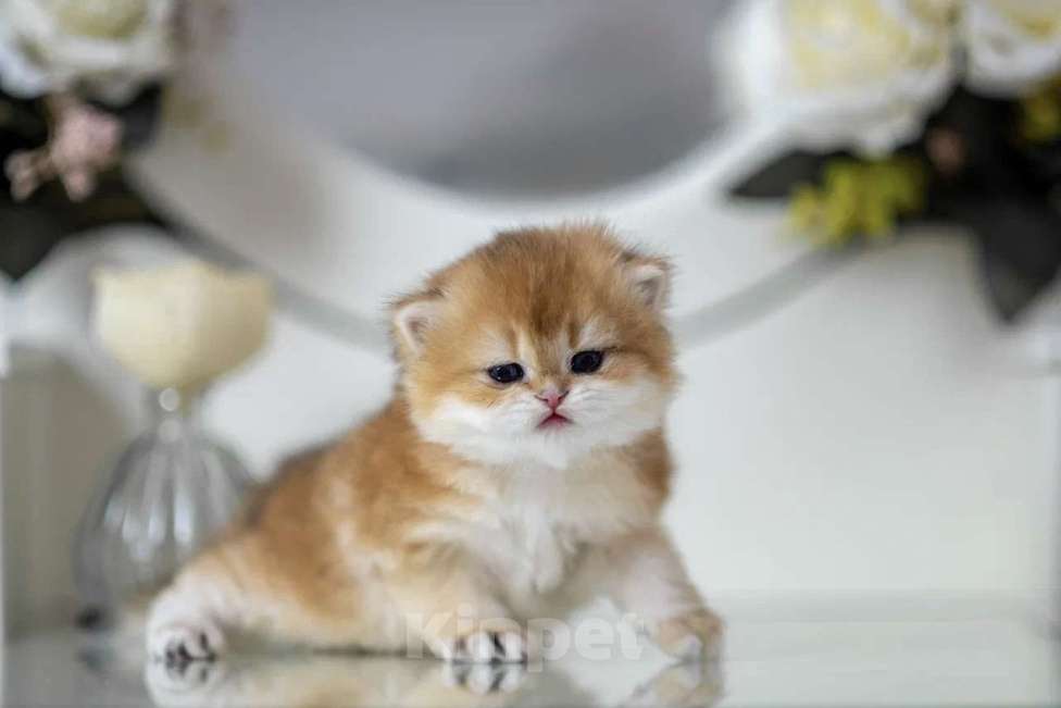 Кошки в Балашихе: Британская девочка Булочка Девочка, 75 000 руб. - фото 5