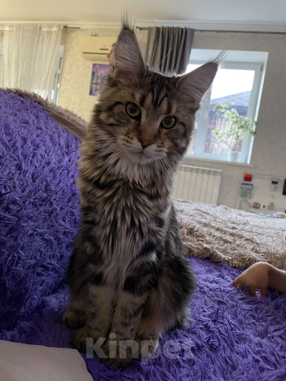 Кошки в Оренбурге: Отдам в добрые руки. Девочка, Бесплатно - фото 2