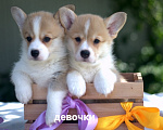 Собаки в Брянске: щенки вельш корги пемброк Мальчик, 50 000 руб. - фото 3