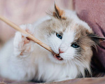 Кошки в Москве: Голубоглазая красавица кошка Каша ищет дом! Девочка, Бесплатно - фото 3