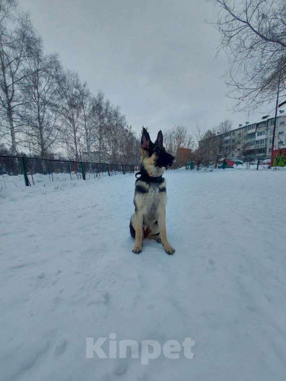 Собаки в Кемерово: Щенок ВЕО с хорошей  родословной Девочка, 30 000 руб. - фото 7