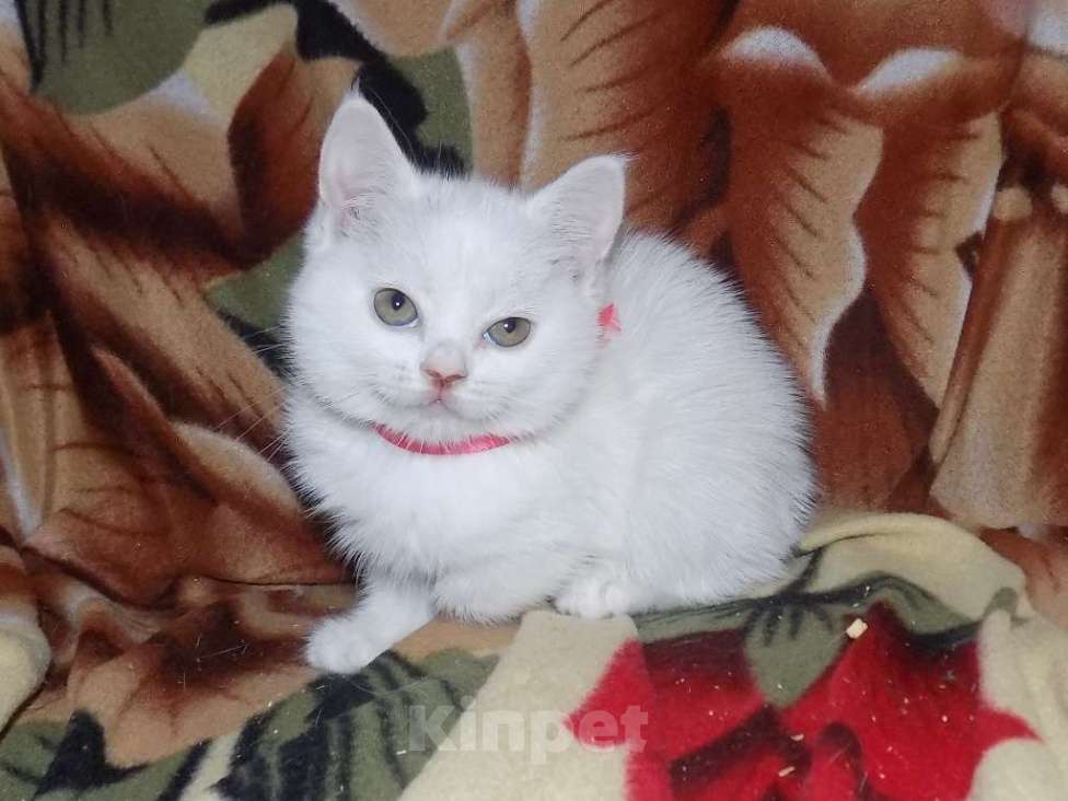 Кошки в Москве: Британские котята Девочка, 15 000 руб. - фото 6