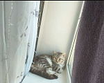 Кошки в Челябинске: Котик в добрые руки Мальчик, 300 руб. - фото 1