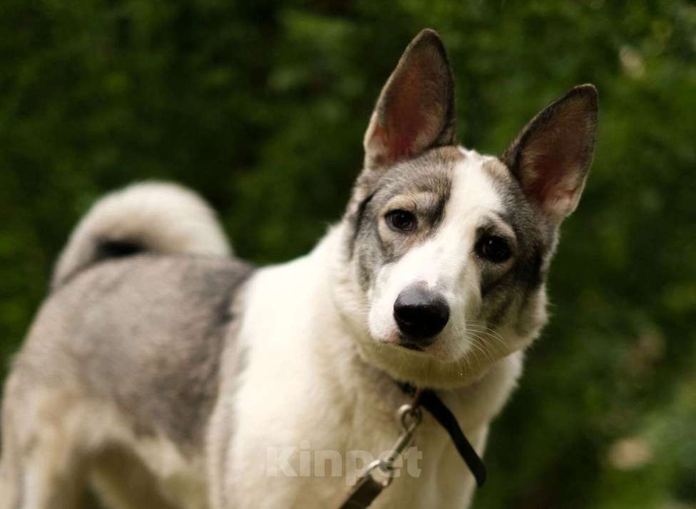 Собаки в Санкт-Петербурге: Рея из приюта в добрые руки Девочка, Бесплатно - фото 10