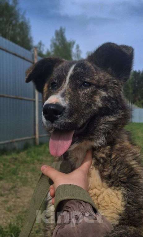 Собаки в других городах Московской области: Очаровательный тигренок Айза ❤️ Девочка, Бесплатно - фото 2