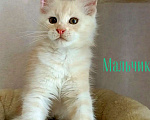 Кошки в Энгельс: Предлагаем очаровательных котят Мейн-кун, выращенных в любви и заботе. Малыши очень ласковые. Мальчик, Бесплатно - фото 1