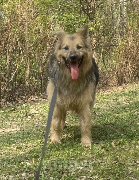 Собаки в Москве: Мишаня ищет дом! Мальчик, Бесплатно - фото 3